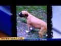 ABC investigates dog&#39;s death--Rocky&#39;s story