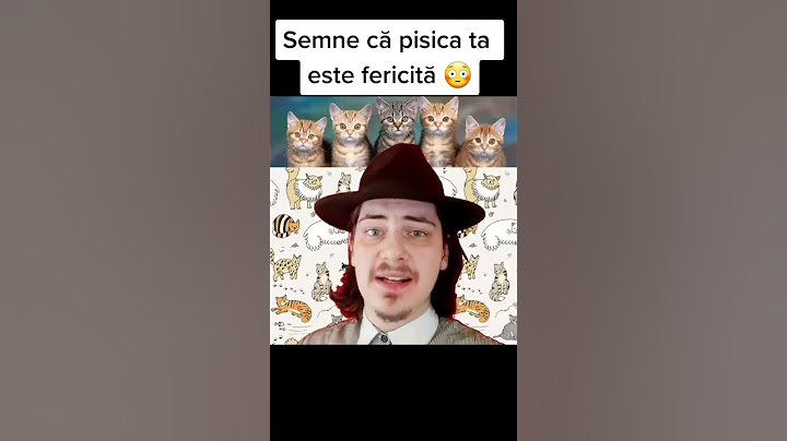 SEMNE CĂ O PISICĂ ESTE FERICITĂ 😳