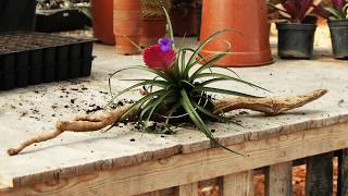 How to Display Air Plants Tillandsia