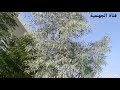 شجرة طاردة الحشرات سريعة النمو وتحتمل الحر والبرد معمرة  