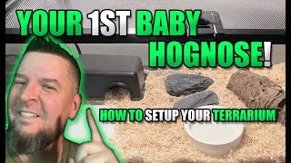 Your first baby Western Hognose Snake (How to setup your terrarium)