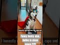 husky on cleaning device.#Husky #FunnyDog #DogReels #HuskyLife #PetFunny #CuteDog