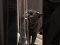 お湯飲みの猫　 #猫 #cat
