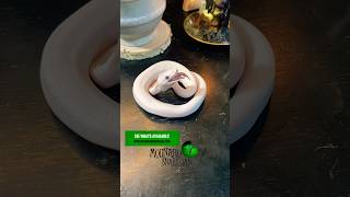 Update on the “vegan snake”! #molinarosnakelab #diy #compassion #snakes #pythons #snakeeggs #shorts