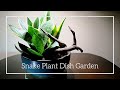Snake Plant Dish Garden