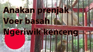 anakan prenjak voer basah sudah konslet
