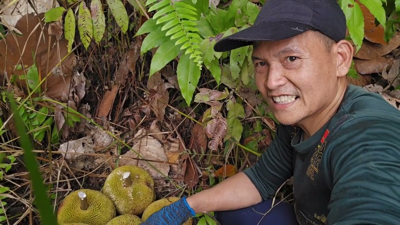 Ngupak Umbut Sawit dan Ambil Buah Lumuk!!
