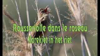ROUSSEROLLE DANS LE ROSEAU  - KAREKIET IN HET RIET