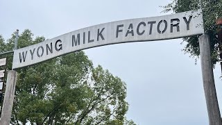 Milk Factory 01.2024