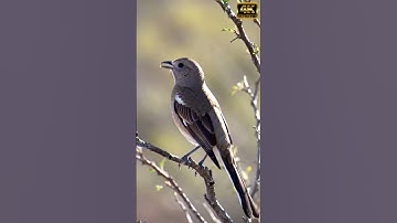 White-banded Mockingbird Song in 4K — Rare Mimus triurus Singing Up Close #birdsound #birdsong