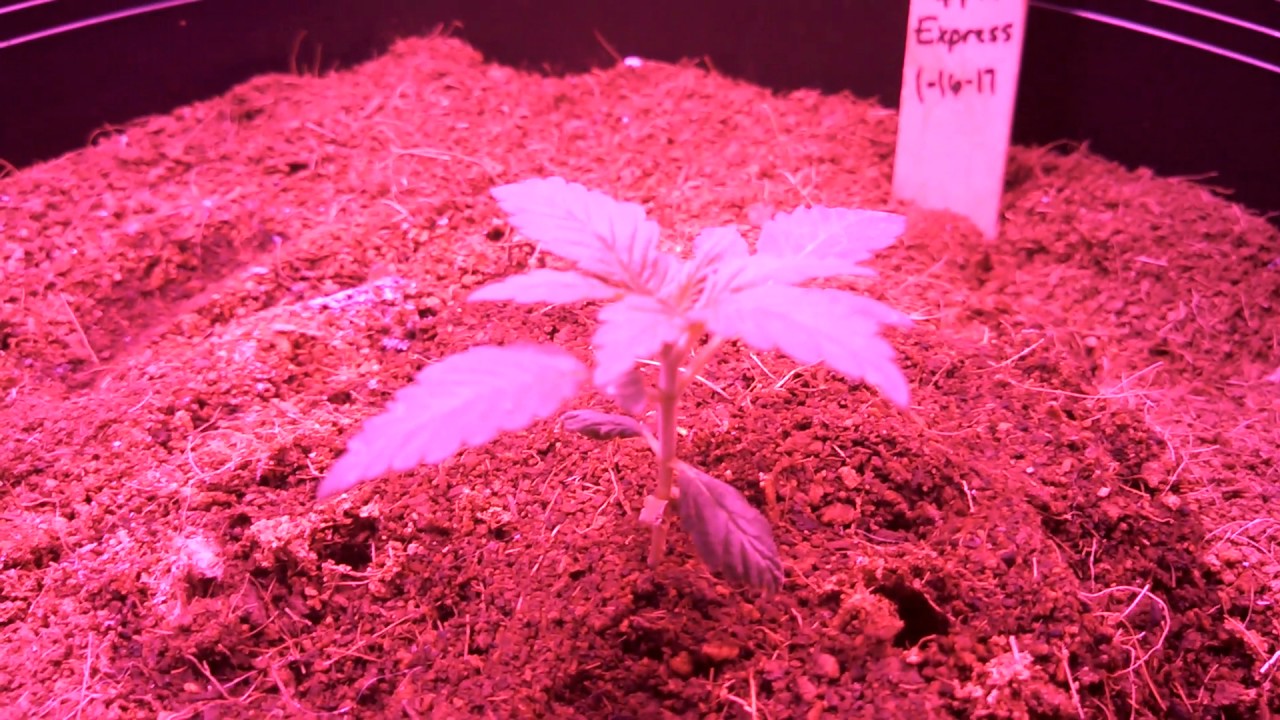 Perfect Sun Garden. 1st time!