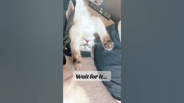 Video 10366091: kitten fight, cat kitten, adorable kitten's cutest, cutest little kitten