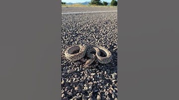 Sonoran Gopher Snake from West Texas.