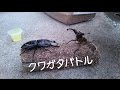 クワガタバトル2015 #1『オオクワガタ最強伝説』『国産クワガタ対決』『ドルクス最強』