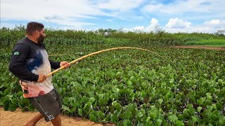 O RIO ABAIXO E OS PEIXE FICOU PRESO NESSE BURACO E A PESCARIA RAIZ FOI UMA FESTA /PESCARIA CAIPIRA.