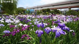 6000株のハナショウブ見ごろ　葛飾・堀切菖蒲園