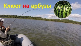 Ловля судака на вилейке в бесклевье