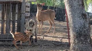 A day on the farm by M Paiva 304 views 9 months ago 1 minute, 3 seconds