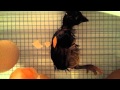 Australorp chicken hatching