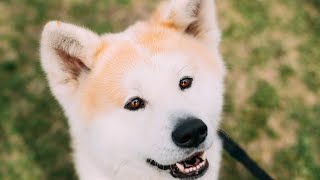 How to Properly Socialize and Train an Akita to React to Strangers