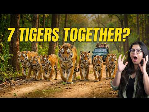 Inside Chakradhara’s Territory…tracking 7 Tigers Together | Bandhavgarh Vlog