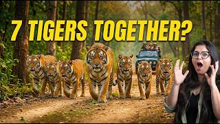 Inside Chakradhara’s Territory…tracking 7 Tigers Together | Bandhavgarh Vlog