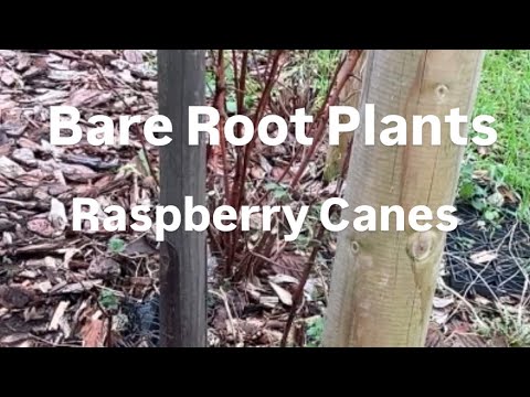 Allotment Gardening U.K - Bare root Raspberries