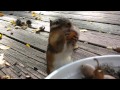 Squirrel Cam - The picky Chipster