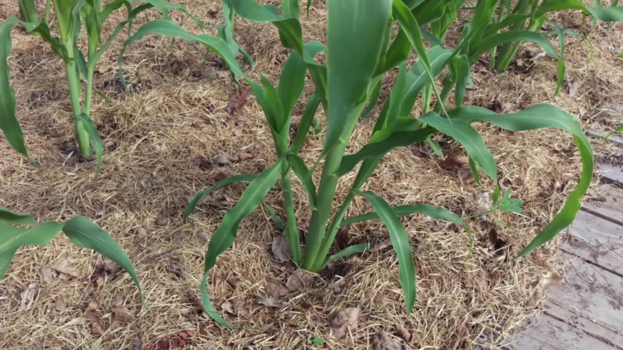 Sweet corn. Pruning and maintenance YouTube Sweet corn. Pruning and maintenance YouTube