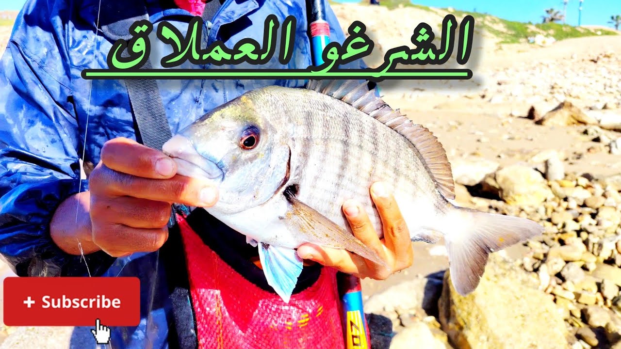 أخيرا الشرغو الكبير في مصيد أنزا، رفقة الرايس الوجدي 😱🎣