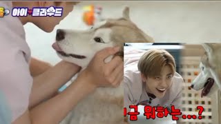 jaemin got into a fight with a dog, but only because of great love | renmin jaemren najun