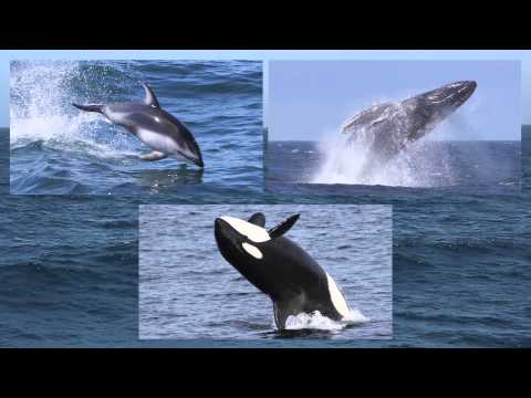 Princess Monterey Whale