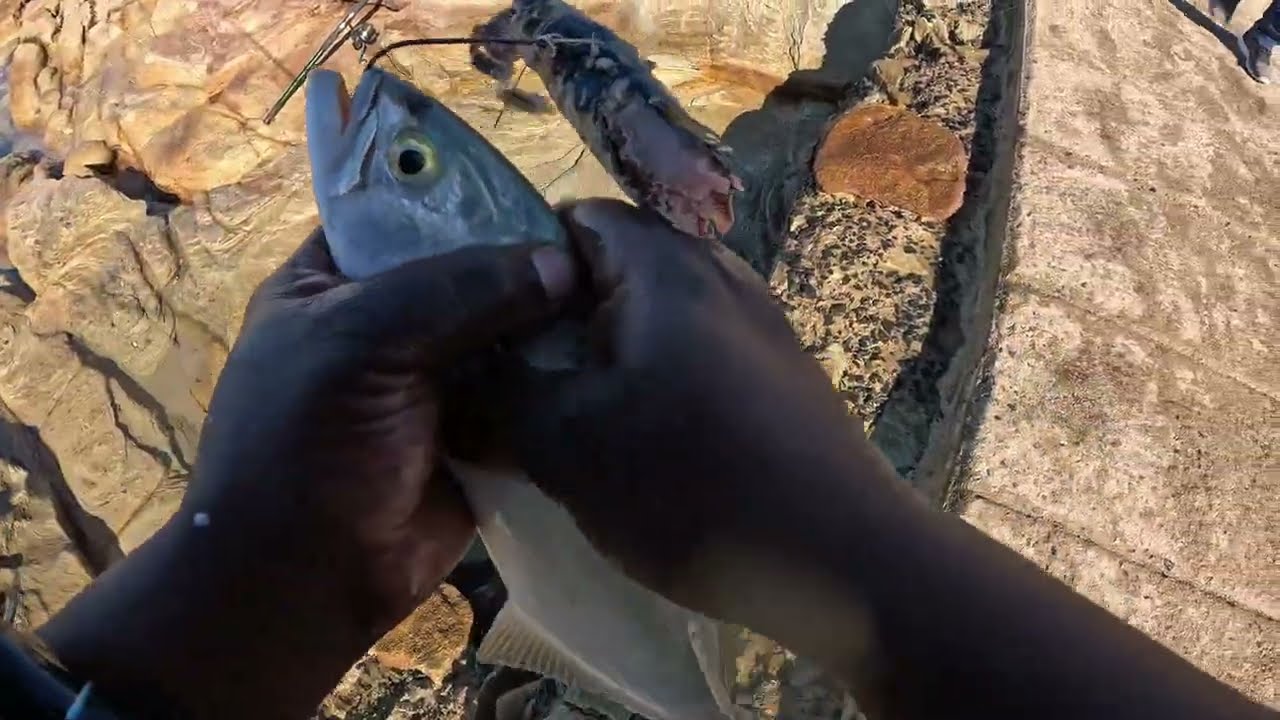 Big! Shad Fish! Uvongo Pier!!070425