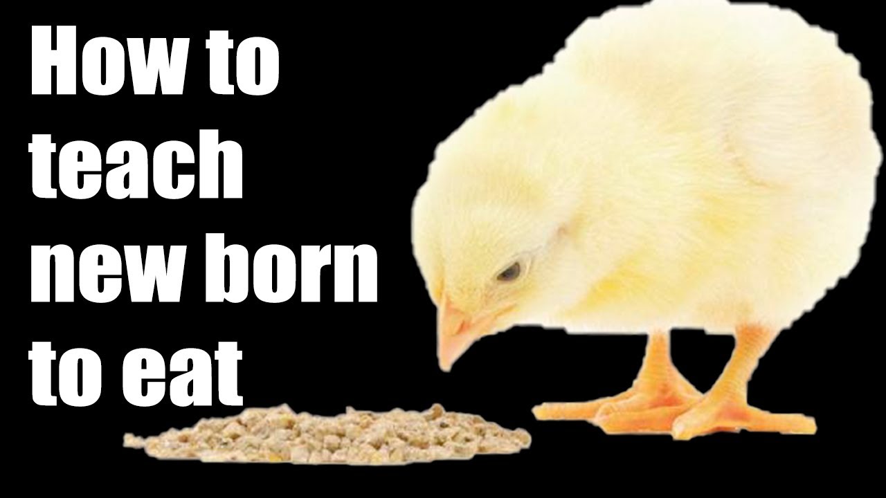 How to teach your new born chick to eat and drink 1st time YouTube