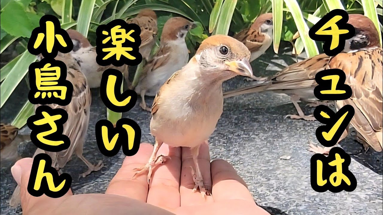 今日もいろいろ愉快です 【すずめ日記】