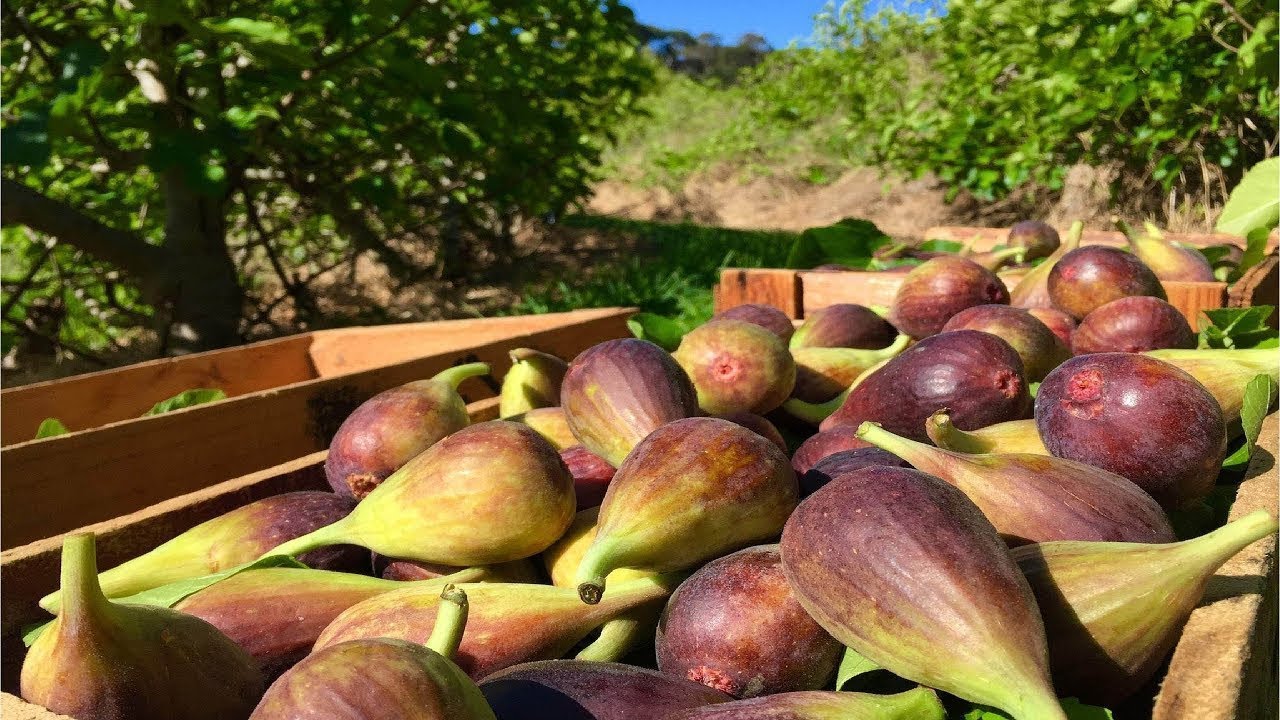 Amazing Farming and Harvesting of Figs – Fig Cultivation Technology
