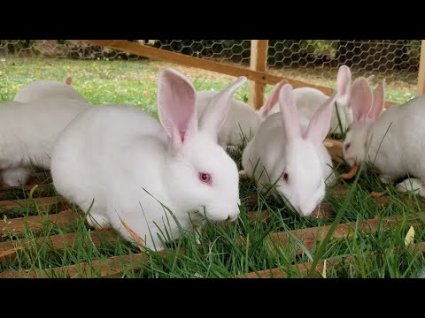 Video: Master class: how to make cages for rabbits with your own hands