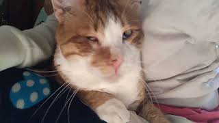 He wants cuddling #cat #video by PETSLIFE CHANNEL 91 views 2 months ago 1 minute, 5 seconds