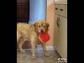 Golden retriever caught stealing food from the counter