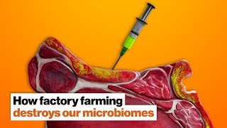 Jillian Michaels: How antibiotics used in factory farming destroy our microbiomes | Big Think