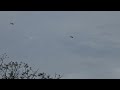 Couple Blackhawk Helicopters flying by earlier...