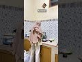 Raib ketika ada istri