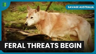 Battling Feral Onslaught  Savage Australia  S01 EP04  Nature Documentary