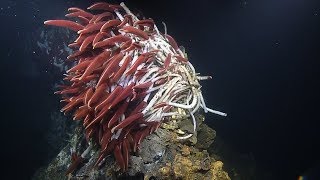 Fiery Riftia Tube Worms Near Guaymas Basin Vents Nautilus Live