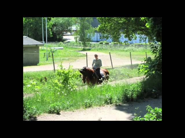 Скандинавские девушки