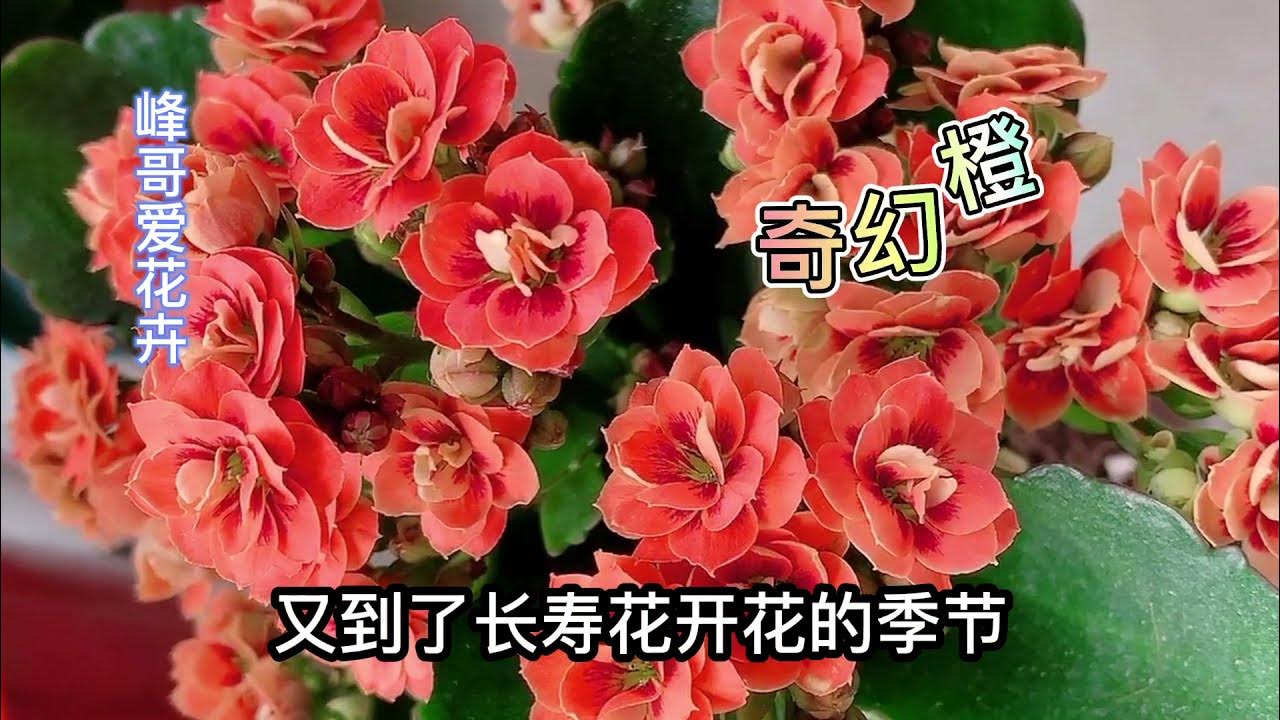 怎样让长寿花长的壮 多长花苞 花期长呢 多年积累的经验送给你 Youtube