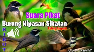 SUARA PIKAT BURUNG KIPASAN SIKATAN RIBUT 100% PALING AMPUH - Mp3 free Download