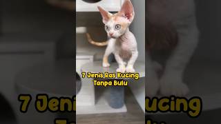 7 Jenis Ras Kucing Tanpa Bulu