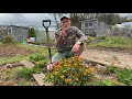 Calendula - a fantastic companion plant for your veg garden