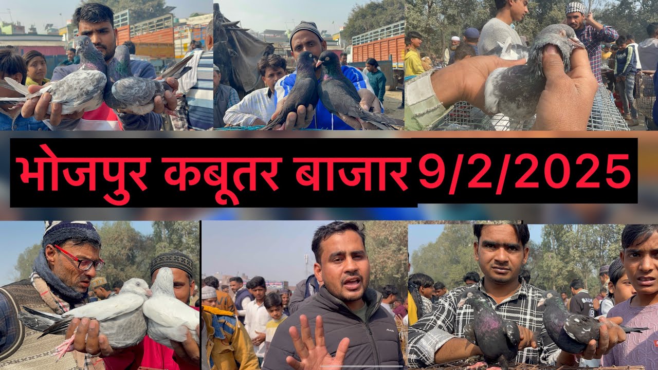भोजपुर कबूतर बाजार Bhojpur Kabootar bajar 9/2/2025